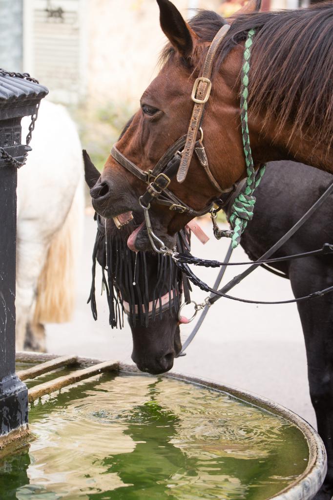 La fontaine, place aux Boeufs, est bienvenue pour abreuver les chevaux...