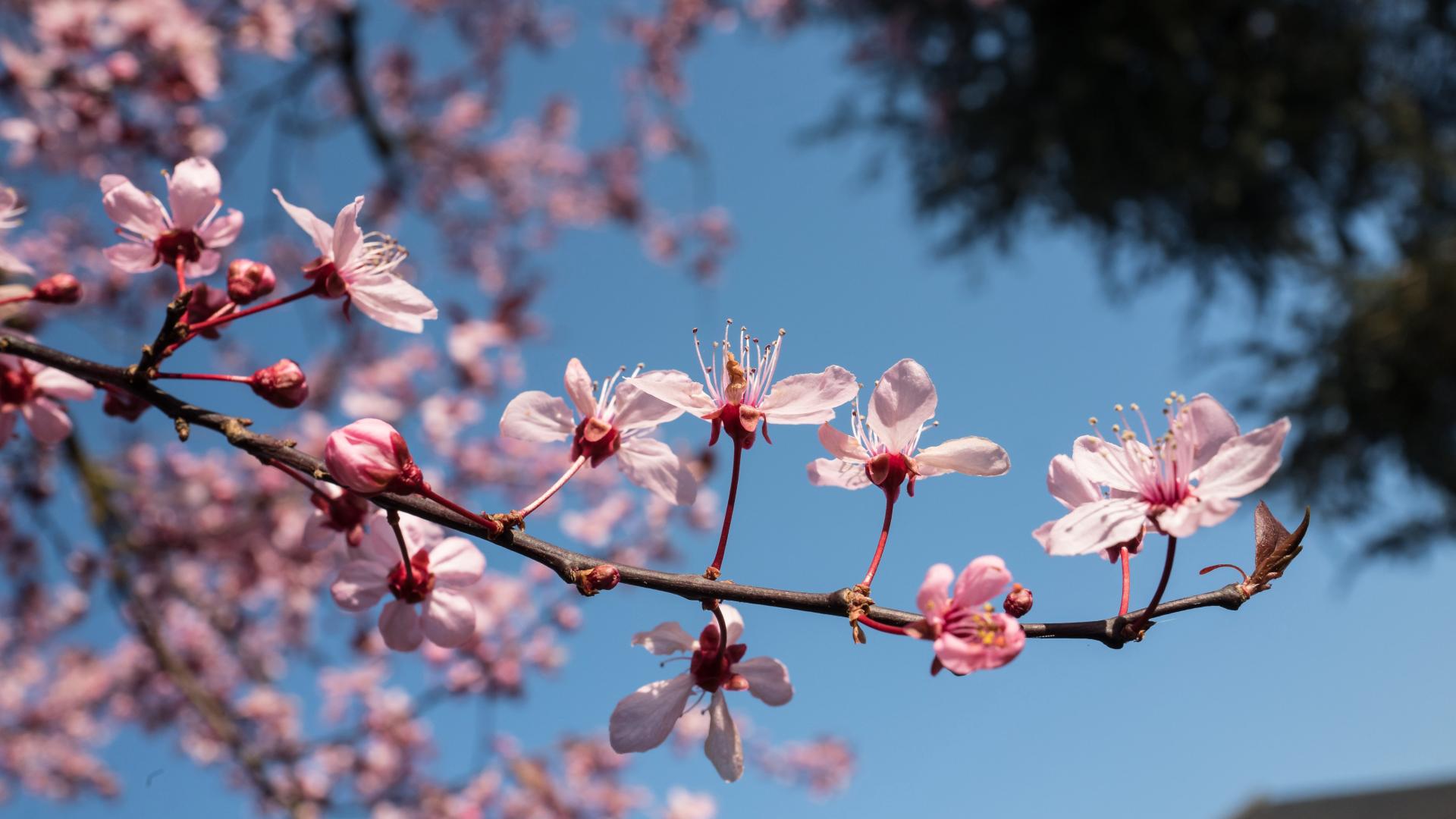 Prunus en fleur bereldange