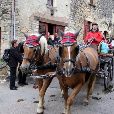 Saint-Hubert 2015, photo Claude Finot