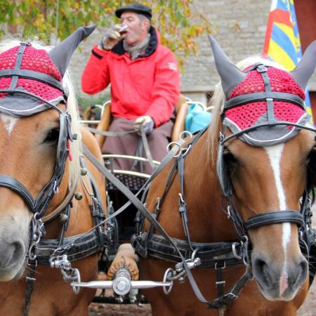 Saint-Hubert 2015, photo Claude Finot