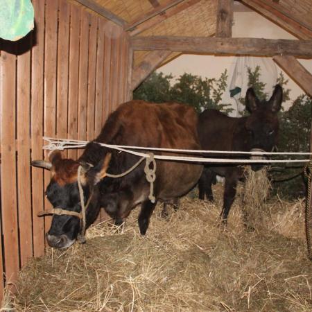 24 décembre, 20h00, Et les voilà installés dans la crèche...